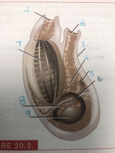 Biol Lab Practical Pictures Flashcards Quizlet