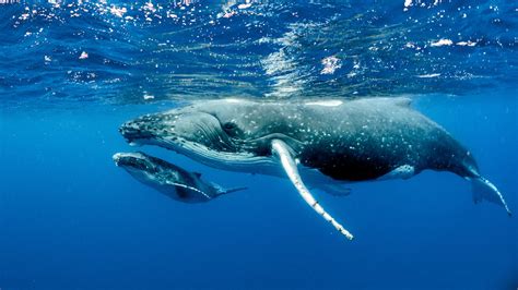 6 Unique Marine Animals Found on Australia’s East Coast