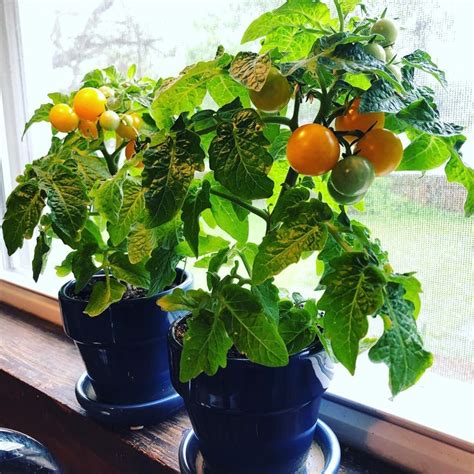 Indoor Mini Tomato Plants Ready For Harvest