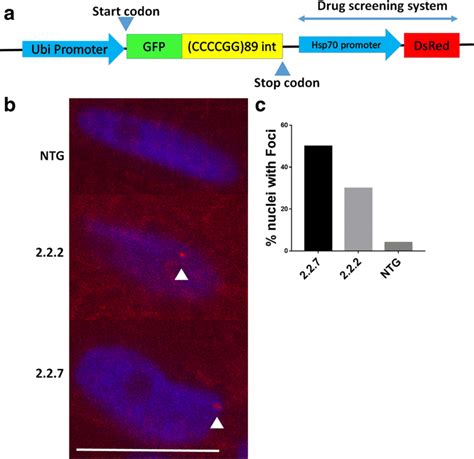 C9orf72 Model Zebrafish Display RNA Foci In The Nucleus A Schematic