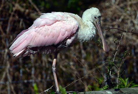 Roseate Spoonbill Roseate Spoonbill At Breeding Time March Flickr