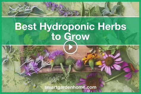 7 Best Hydroponic Herbs to Grow and Tips - Smart Garden and Home