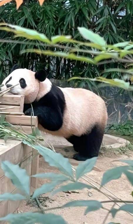 「panda Monieum」おしゃれまとめの人気アイデア｜pinterest｜k Blades 動物 癒し 可愛すぎる動物 パンダ