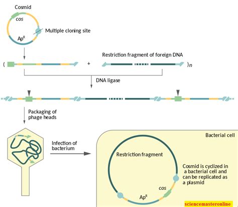 MOLECULAR CLONING METHOD DNA CLONING VECTORS Science Master