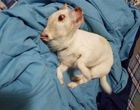 PHOTO: This Pic of a Dog Is an Optical Illusion That's Making People ...