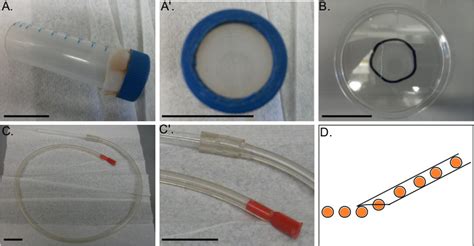 A Method For Microinjection Of Patiria Minata Zygotes Video JoVE