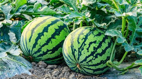 The Benefits Of Growing Melons Alongside Corn In The Garden