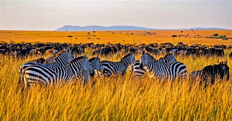 Day Masai Mara And Lake Nakuru Safari Getyourguide