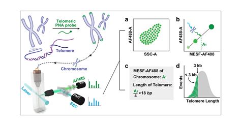 High Throughput Human Telomere Length Analysis At The Single Chromosome