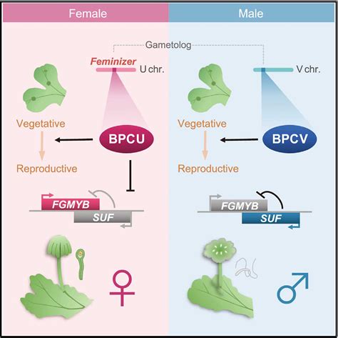 科学网—current Biology：地钱单倍体系统的性别决定机制 郝兆东的博文