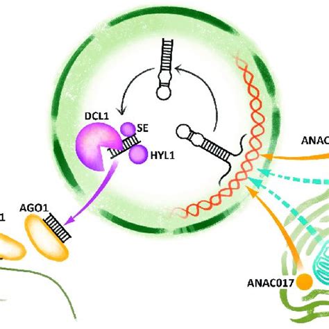 Induction And Biogenesis Of Mirna During Cms Mitochondrial Biogenesis