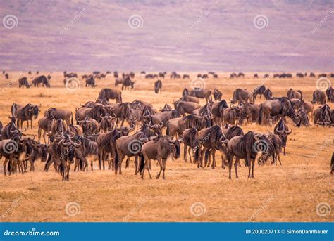 Bestand Von Wilde Tiere Und Wilde Tiere Im Ngorongoro Krater