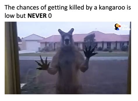 Kangaroo is out to get you : r/memes