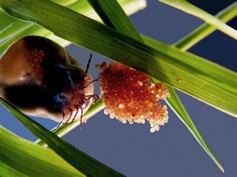 They’re NOT Chigger Bites, They’re Tick Bites — Usher Plant Care
