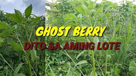 Ghost Berry Dito Sa Aming Lot Youtube