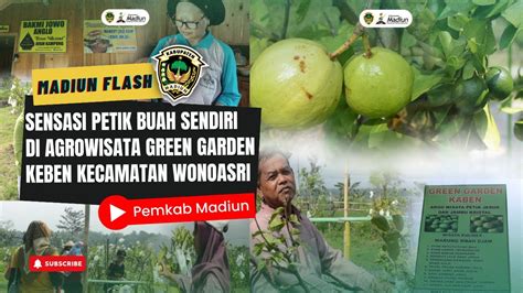 Sensasi Petik Buah Sendiri Di Agrowisata Green Garden Keben Kecamatan