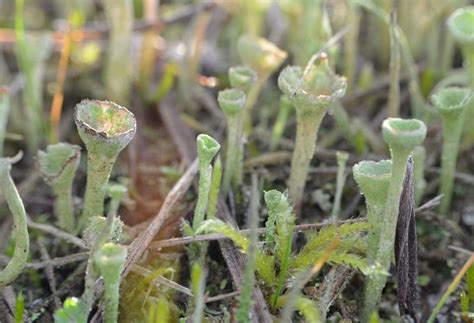 Trompetenflechte Am Wegesrand Pilzbestimmung U