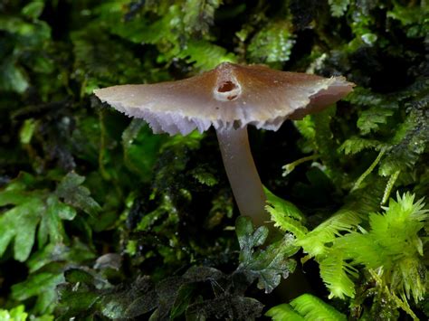 Mauve Splitting Waxcap From Arnold Valley New Zealand On May