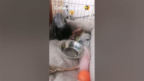 собачий рай 🐶🤣 - YouTube