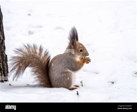 Das Eichh Rnchen Mit Nuss Lustig Sitzt Auf Seinen Hinterbeinen Auf Dem