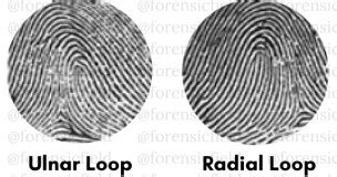 Types Of Fingerprint Patterns - Forensic's blog