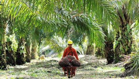 Lahan Pemkab Aceh Singkil Tahun Dikuasai Pt Nafasindo Tanpa Pad