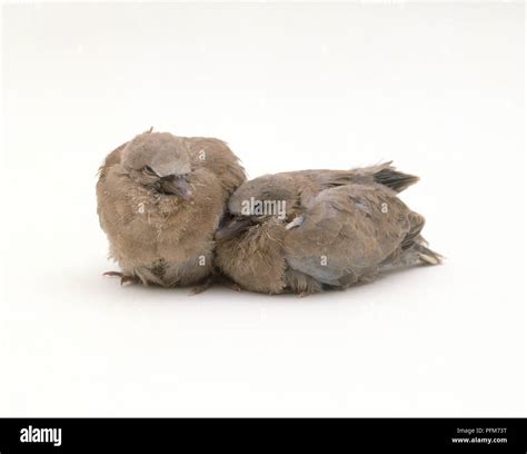 Squabs Collared Dove Hi Res Stock Photography And Images Alamy