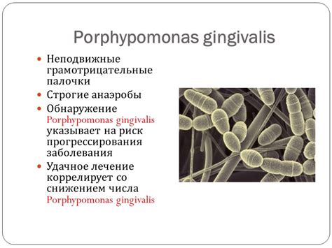 Porphyromonas gingivalis antibiotic treatment