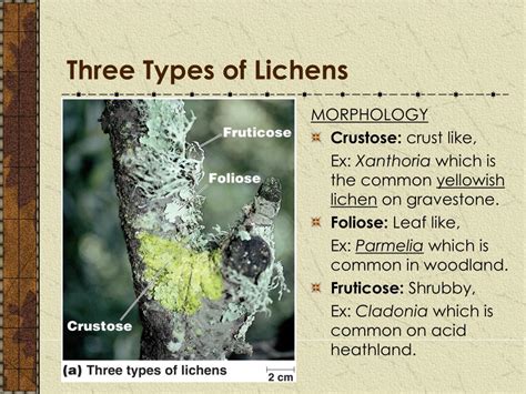 PPT FUNGI AND ITS RELATIONSHIPS WITH OTHER ORGANISMS PowerPoint