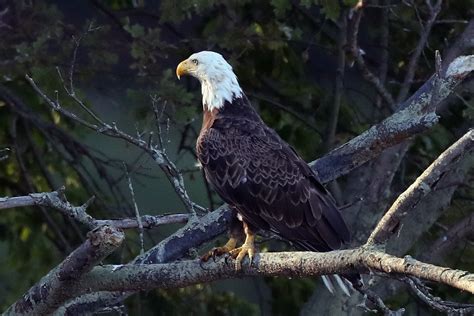 Americas Bald Eagle Population Quadruples The Independent