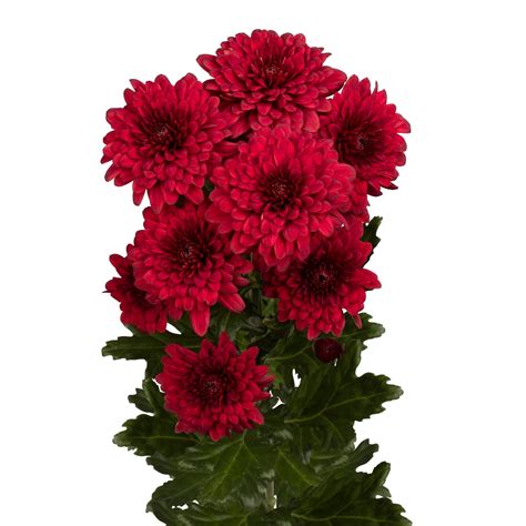 Lamira Red - Products - Dümmen Orange