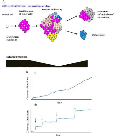 Figure 3 From Understanding Intratumor Heterogeneity And Evolution In