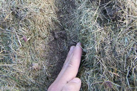 How To Mulch With Grass Clippings HomeDecorish