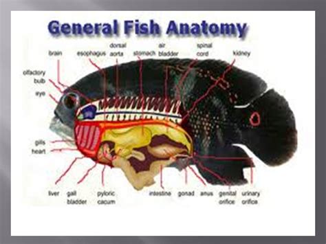 Materi Tertayang Penyuluhan Perikanan MENGENAL ANATOMI DAN FISIOLOGI IKAN