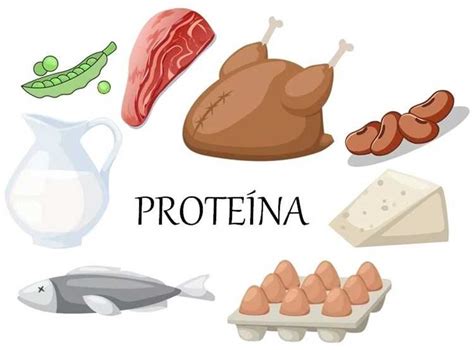 Dónde Se Encuentran Las Proteínas Todo Lo Que Necesitas Saber