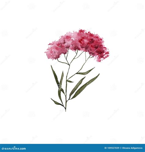 Steppe Flower Isolated On White Background Stock Illustration Illustration Of Botany Plant