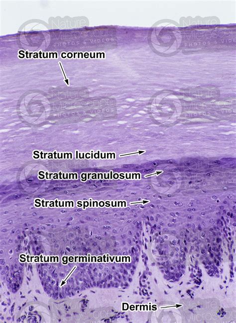 Stratum Basale Histology