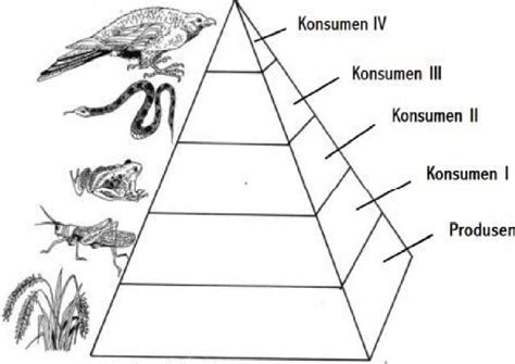 Soal Pilihan Ganda Ipa Tentang Komponen Komponen Ekosistem