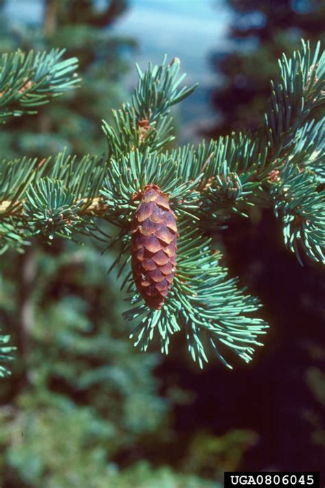 Engelmann Spruce Picea Engelmannii Parry Ex Engelm