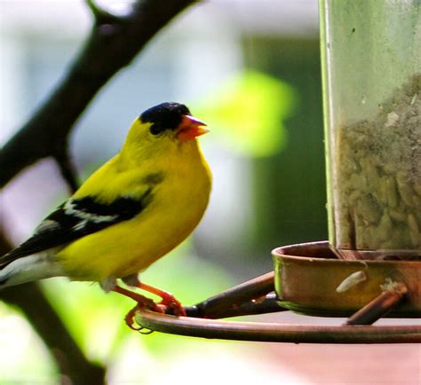 Yellow finch - Dwarf2 birds and critters - Photo Gallery - Cloudy Nights