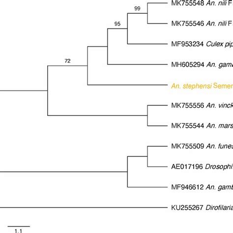 Phylogenetic Tree Of Wolbachia Coxa In Anopheles Species In Sub Saharan