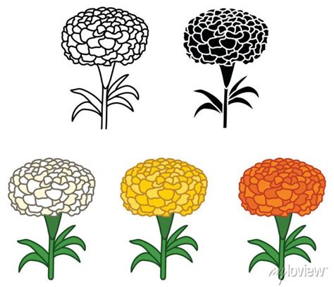 Marigold Flower Clipart Set Outline Silhouette And Color Posters For