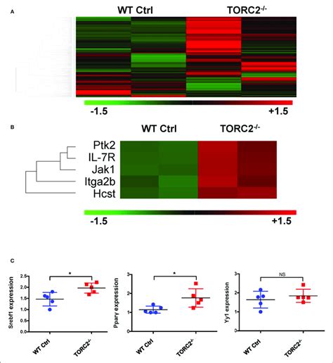 TORC2 DC Exhibit A Distinct Gene Expression Profile From