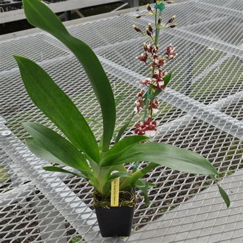 Chocolate Fragrant Oncidium Heaven Scent Orchids For Sale