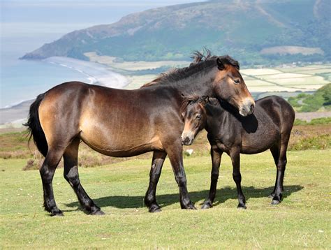 Fileexmoor Ponies On Porlock Common Wikipedia