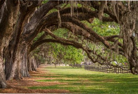 Home Boone Hall Plantation Gardens Mt Pleasant SC