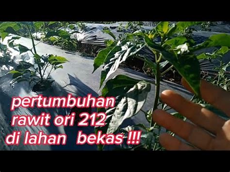 Pertumbuhan Cabe Rawit Ori Di Lahan Bekas Ardana Pt Youtube