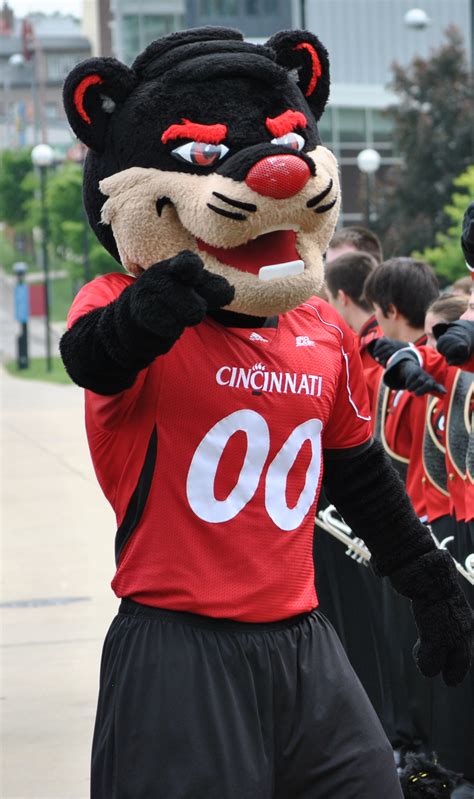 File:Cincinnati Bearcat.png - Wikimedia Commons