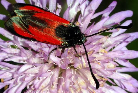 Zygaena Erythrus Pathpiva