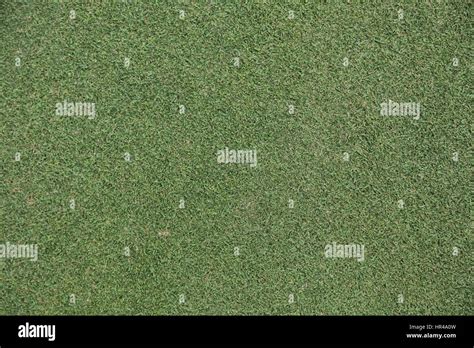 Background And Texture Of Beautiful Green Grass Pattern From Golf